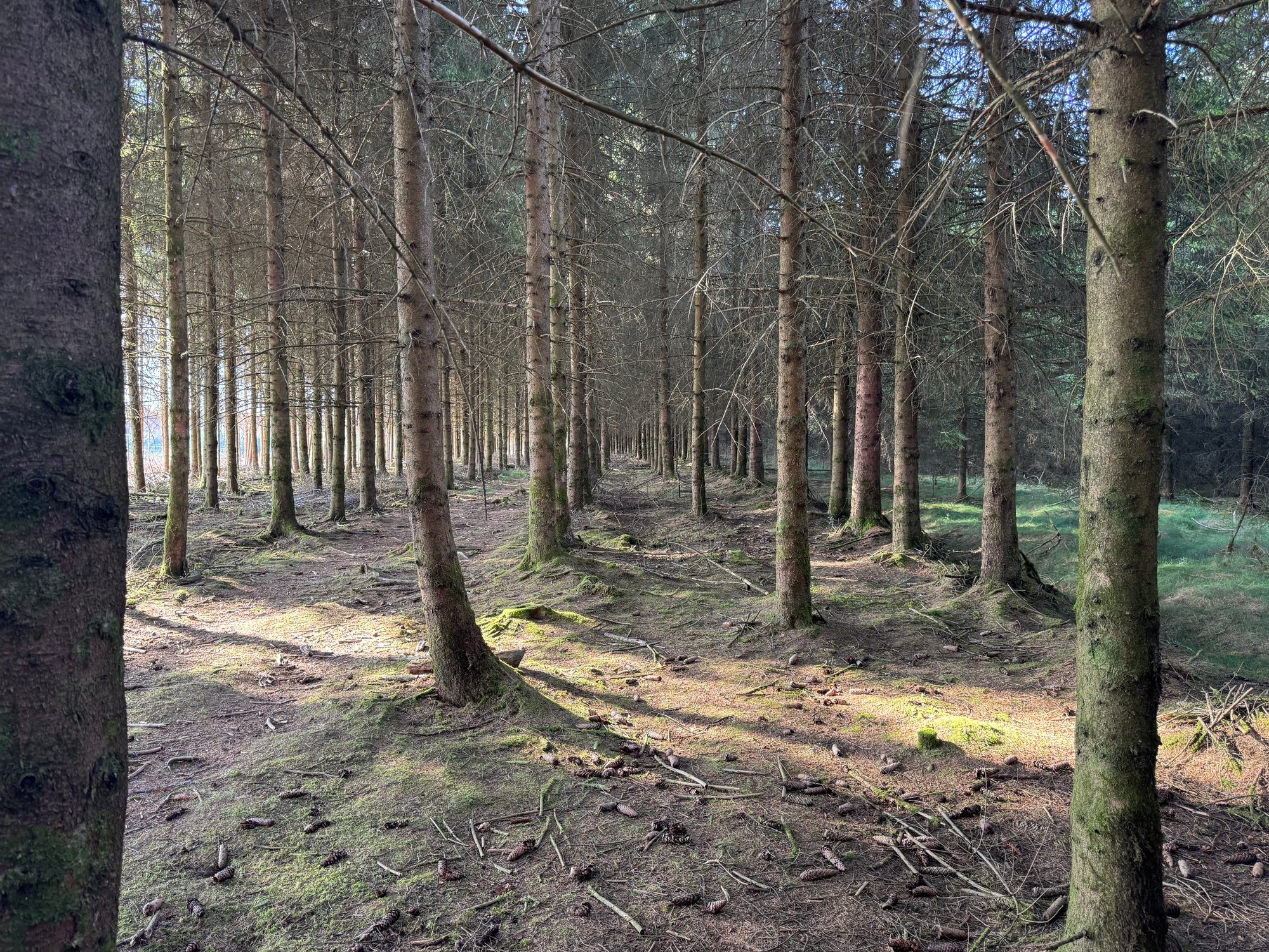 Bastogne Forest 12