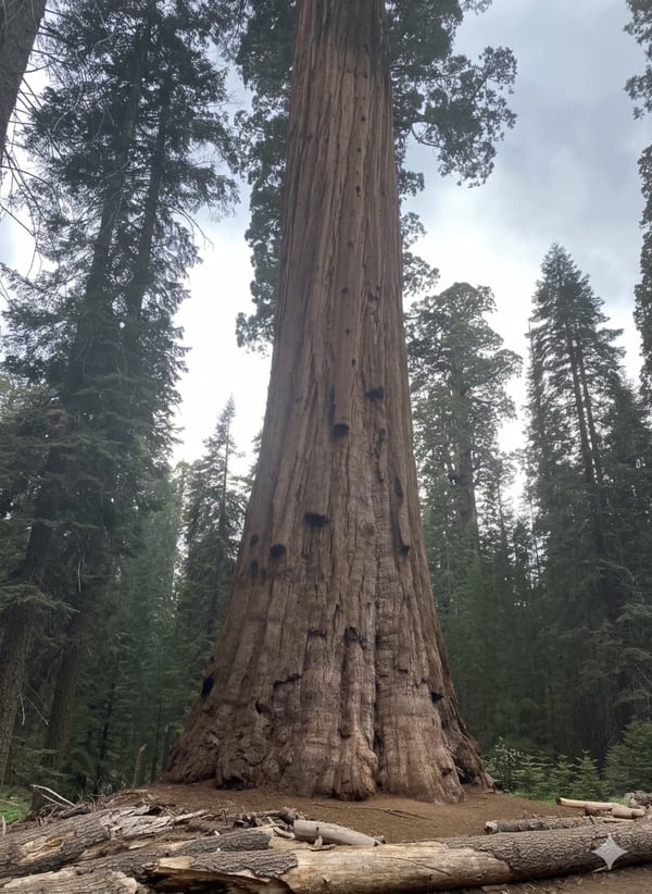 RedWood Tree RedWood Tree